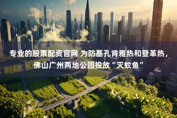 专业的股票配资官网 为防基孔肯雅热和登革热，佛山广州两地公园投放“灭蚊鱼”